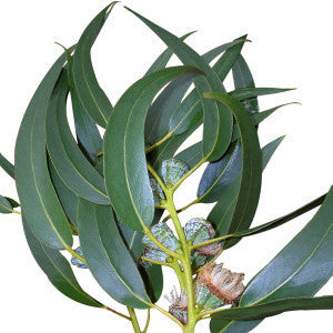 Eucalyptus Leaf Oil