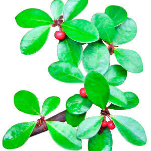 Wintergreen Leaf Oil