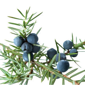 Juniper Needle Oil