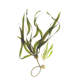 Algae/Seaweed (Oarweed) Extract