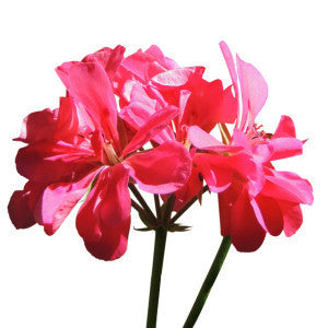 Rose Geranium Flower Oil