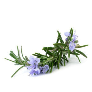 Rosemary Leaf Oil