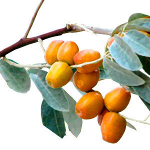 Jojoba Seed Powder