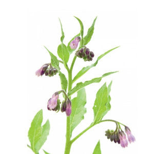 Comfrey Root Powder